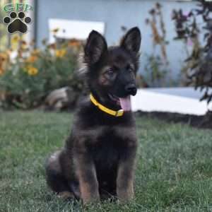 Everly, German Shepherd Puppy